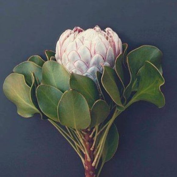 Meet your Posher, Carina - Picture 1 of 1